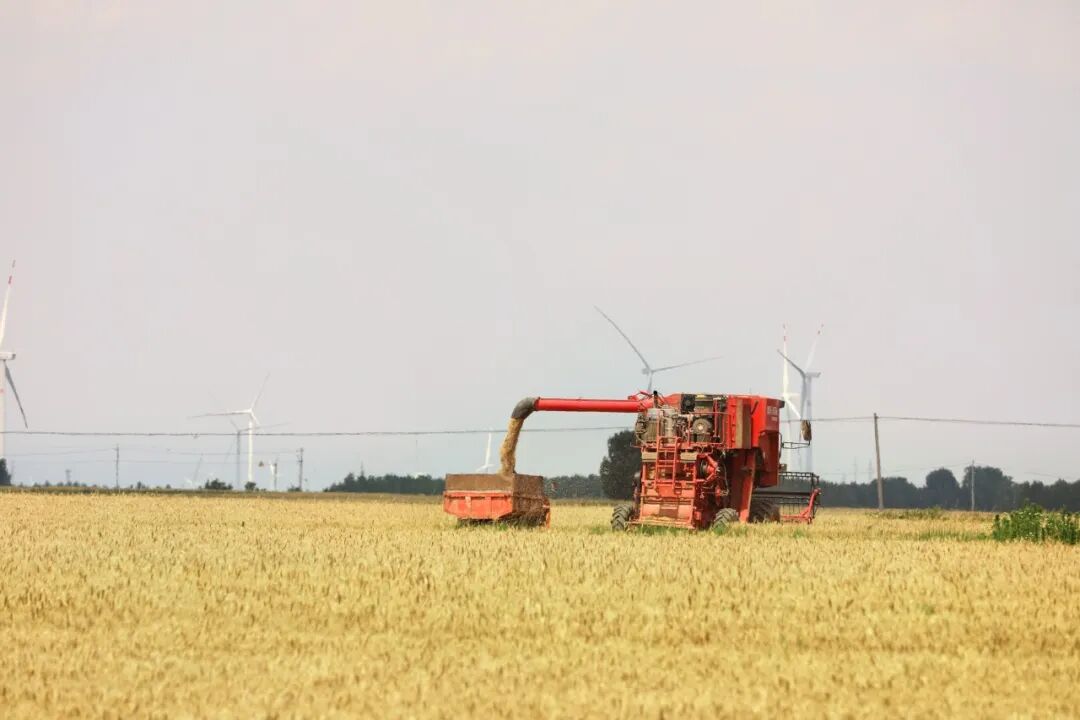 青岛西海岸新区供销社的夏收答卷